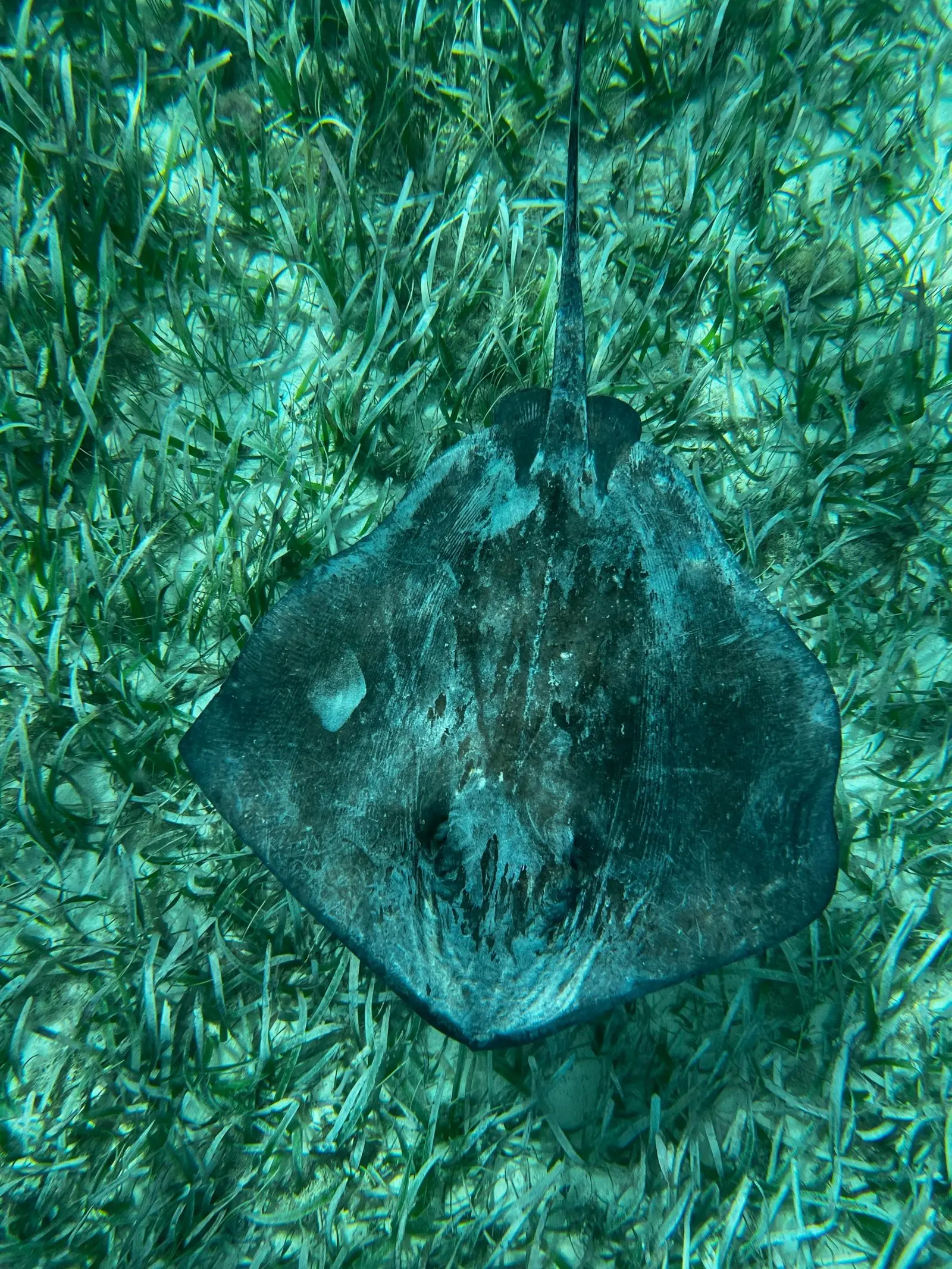 Flores (Guatemala) to Caye San Pedro (Belize)